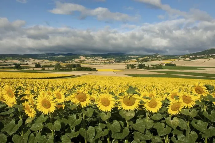 Framed Print : Landscape of the Lembronnais and field of sunflowers