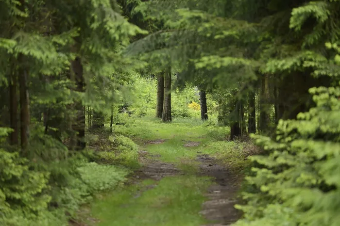 Framed Print : Landscape of a little road going through a Norway spruce (Picea abies) forest