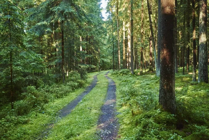 Framed Print : Landscape of a little road going through a Norway spruce (Picea abies) forest in summer