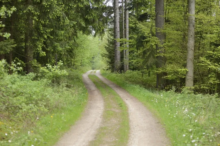 Framed Print : Landscape of a little trail going through a Norway spruce (Picea abies) forest in spring