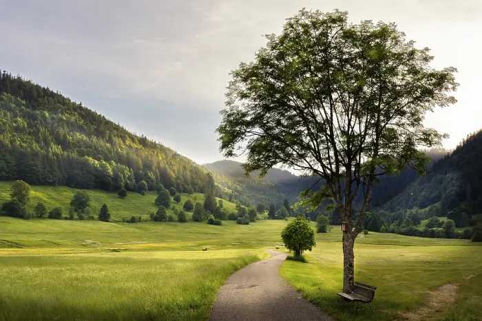 Framed Print : Landscape with meadows, trees, forest