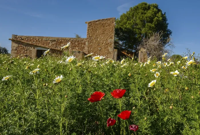 Framed Print : Landscape and nature in February, Majorca, Spain
