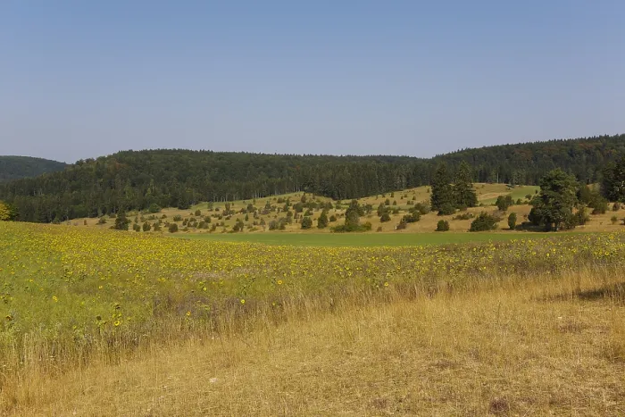 Framed Print : Landscape, nature, trees, meadow