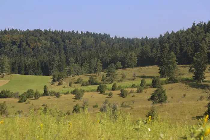 Framed Print : Landscape, nature, trees, meadow