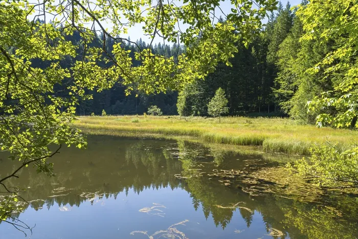Framed Print : Landscape near Suttensee, wetland Framed Print : Landscape near Suttensee, wetland