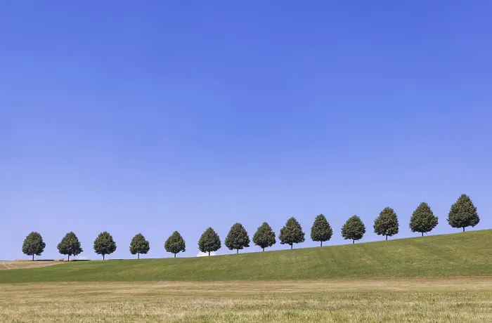 Framed Print : Landscape near Waldenbuch. Tree avenue with blue sky in summer