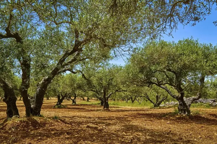 Framed Print : Landscape of old olive trees, aged olives