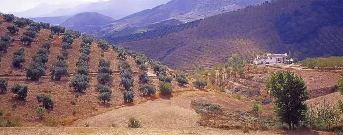 Framed Print : Landscape with Olive Groves in Granada Province