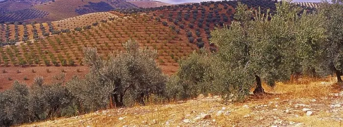 Framed Print : Landscape with Olive Groves in Granada Province