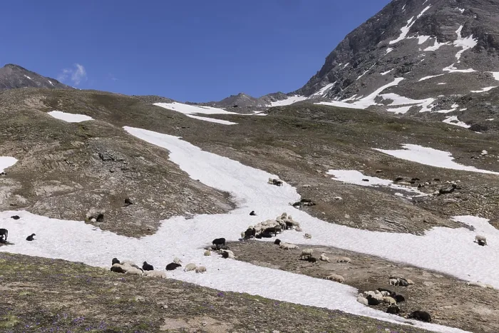 Framed Print : Landscape panorama, alpine pasture Framed Print : Landscape panorama, alpine pasture