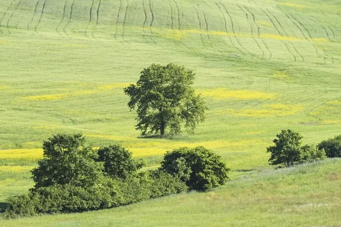 Framed Print : Landscape around Pienza, Val dOrcia
