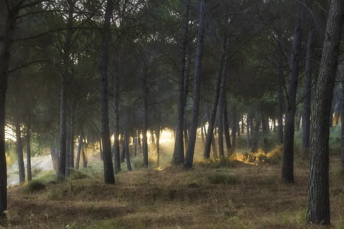 Framed Print : Landscape of a pine forest at sunrise illuminated by the sun with yellow lights