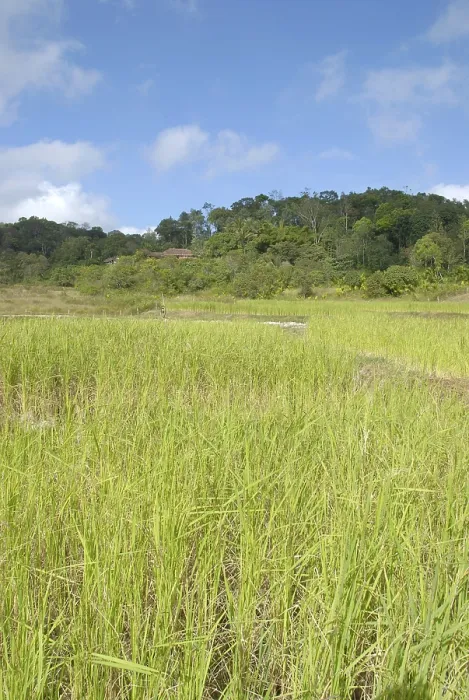 Framed Print : Landscape with rice field at Madikeri Madikery