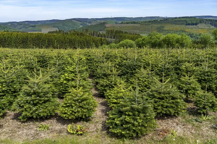 Framed Print : Landscape in Sauerland, tree nursery