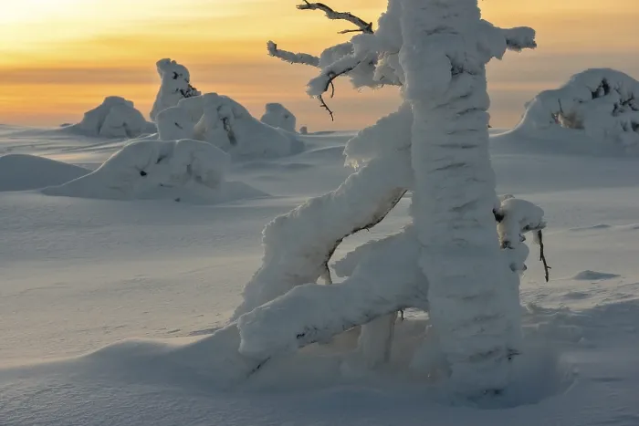 Framed Print : Landscape with snow covered trees in polar forest under sunset