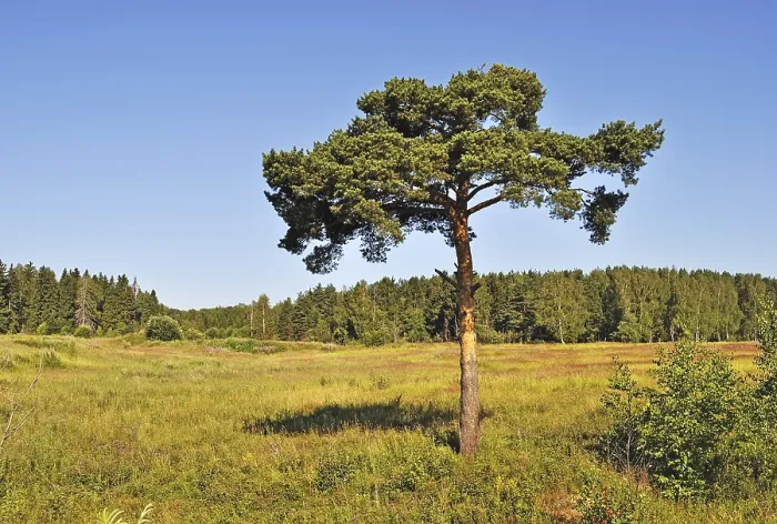 Framed Print : Landscape with solitary pine tree at forest edge Framed Print : Landscape with solitary pine tree at forest edge