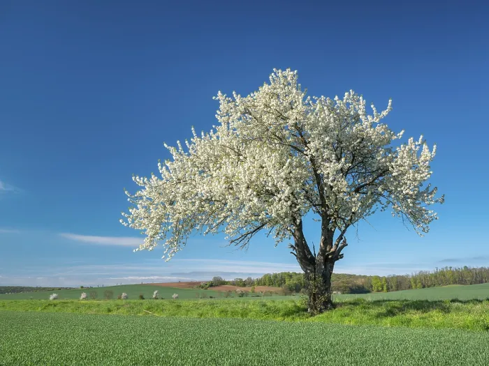 Framed Print : Landscape in spring, green fields and blossoming old large cherry tree