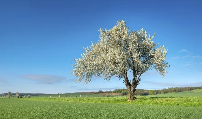 Framed Print : Landscape in spring, green fields and blossoming old large cherry tree Framed Print : Landscape in spring, green fields and blossoming old large cherry tree