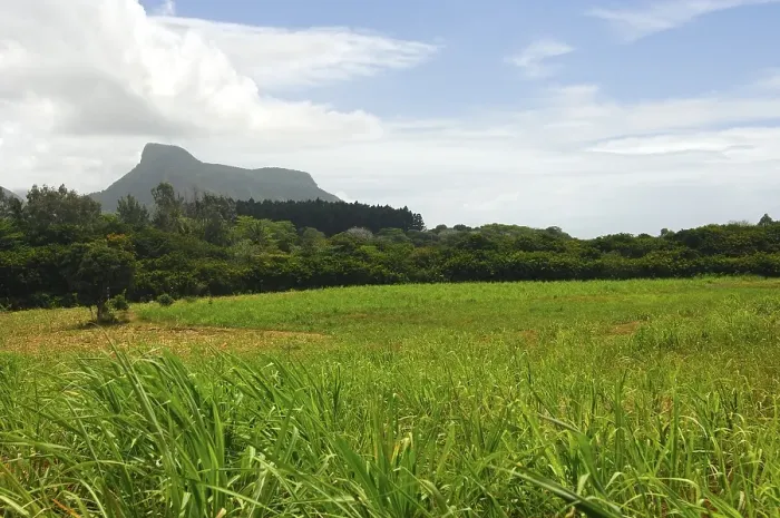 Framed Print : Landscape with sugar cane field, Mauritius, Africa Framed Print : Landscape with sugar cane field, Mauritius, Africa
