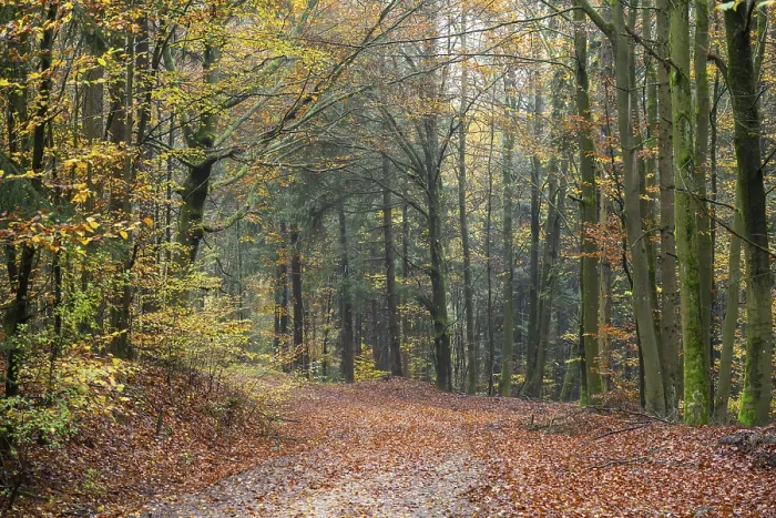 Framed Print : Landscape of a trail going through the European beech (Fagus sylvatica) forest Framed Print : Landscape of a trail going through the European beech (Fagus sylvatica) forest
