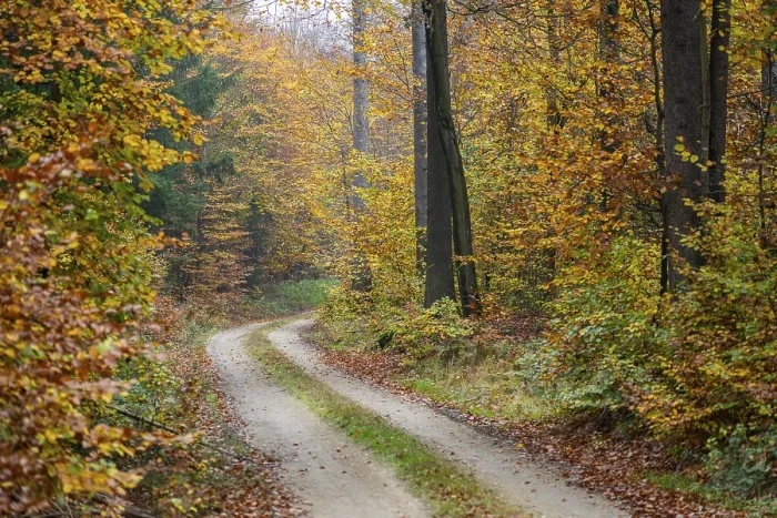 Framed Print : Landscape of a trail going through the European beech (Fagus sylvatica) forest