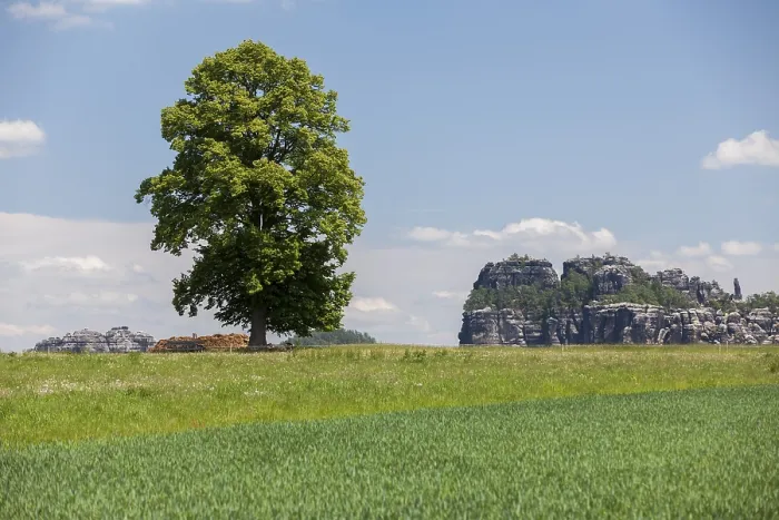 Framed Print : Landscape with a tree near the Schrammsteine rock group