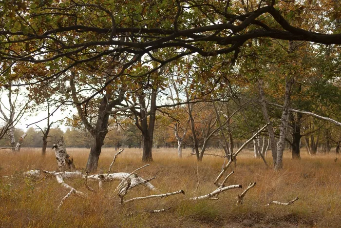 Framed Print : Landscape with trees, dry grass