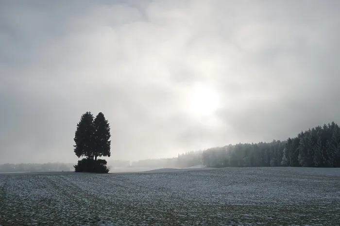 Framed Print : Landscape with three trees, fields and forest on a hazy frosty day