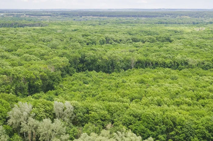 Framed Print : Landscape view on a big deciduous forest