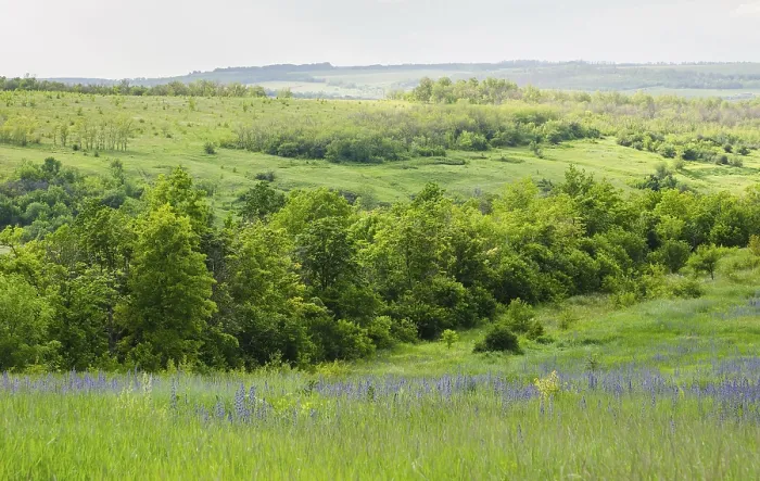 Framed Print : Landscape view on a deciduous forest and meadows