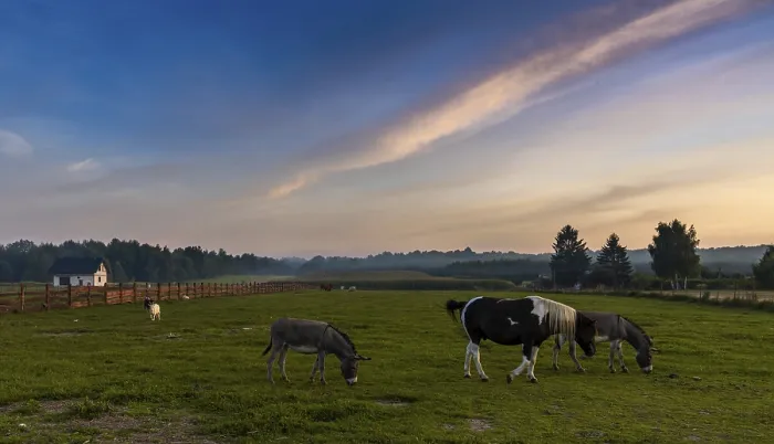Framed Print : A landscape view of farm pasture and fields with donkeys and horses and goats under a colorful sunset sky Framed Print : A landscape view of farm pasture and fields with donkeys and horses and goats under a colorful sunset sky