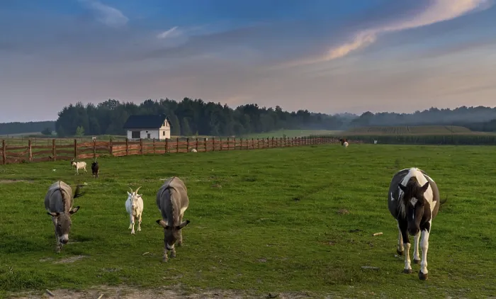 Framed Print : A landscape view of farm pasture and fields with donkeys and horses and goats under a colorful sunset sky