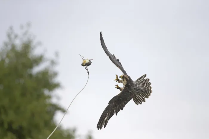 Framed Print : Lanner Falcon (Falco biarmicus) adult