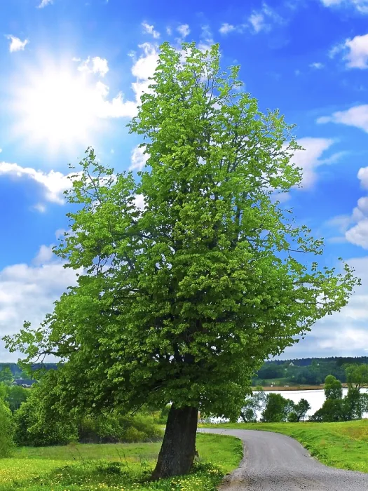 Framed Print : Lanscape with Tree and Blue Sky Daugavpils, Latvia Framed Print : Lanscape with Tree and Blue Sky Daugavpils, Latvia