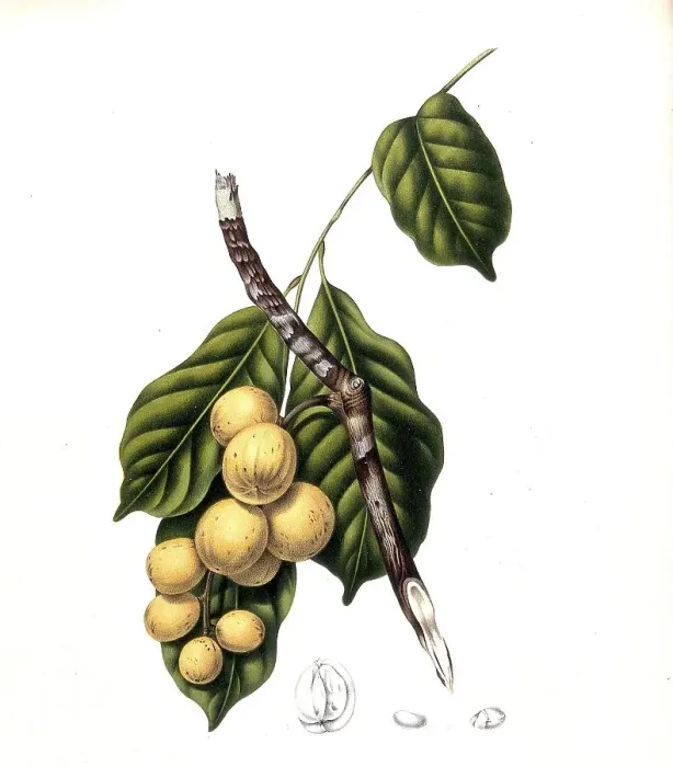 Framed Print : Lansium parasiticum (Lansium domesticum)