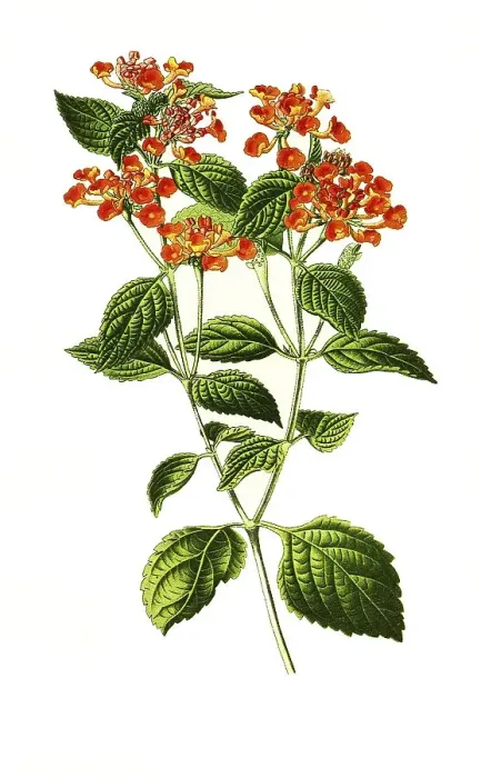 Framed Print : Lantana Camara, big-sage, wild-sage Framed Print : Lantana Camara, big-sage, wild-sage