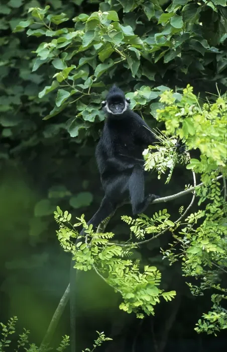 Framed Print : Laotian langur (Trachypithecus laotum)