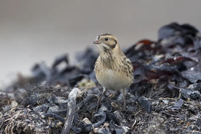 Framed Print : Lapland Longspur (Calcarius lapponicus) foraging at a beach