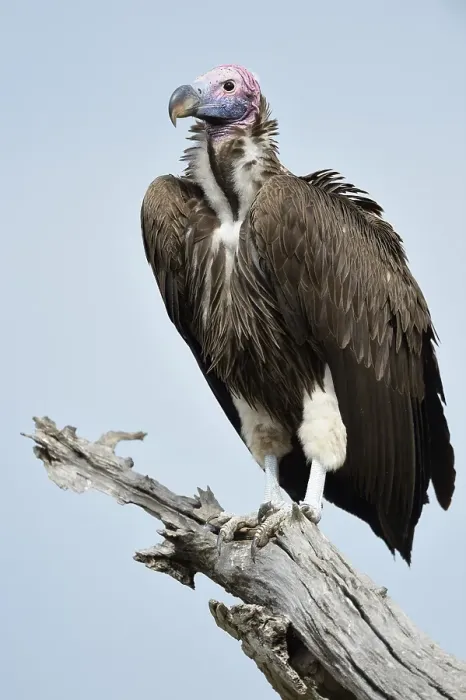 Framed Print : Lappet-faced Vulture (Aegypius tracheliotus) Framed Print : Lappet-faced Vulture (Aegypius tracheliotus)