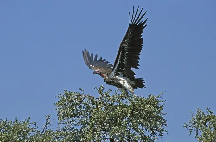 Framed Print : Lappet Faced Vulture (torgos tracheliotus)