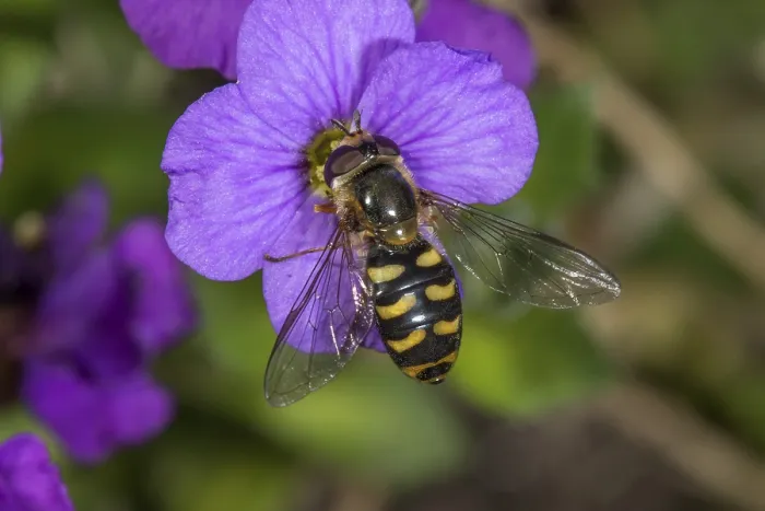 Framed Print : Lapposyrphus lapponicus (Lapposyrphus lapponicus) on bluecissus (Aubrietta)