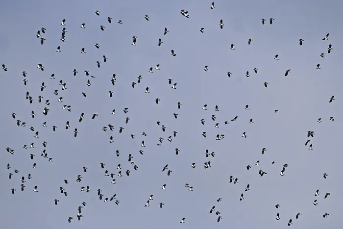 Framed Print : Lapwing, spring migration (Vanellus vanellus)