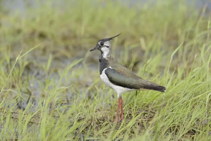 Framed Print : Lapwing (Vanellus vanellus) Framed Print : Lapwing (Vanellus vanellus)