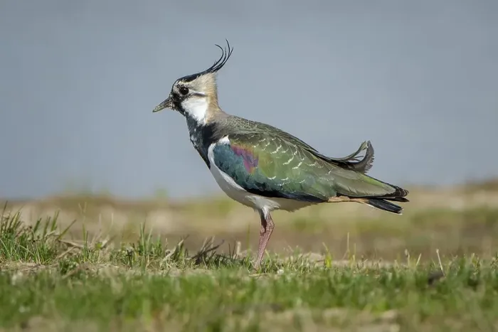Framed Print : Lapwing (Vanellus vanellus), Cley Marshes Framed Print : Lapwing (Vanellus vanellus), Cley Marshes