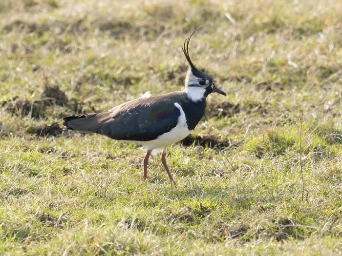 Framed Print : Lapwing (Vanellus vanellus) migrant wader