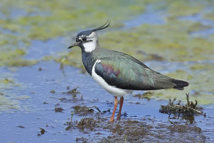 Framed Print : Lapwing (Vanellus vanellus), in splendid plumage