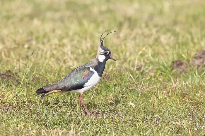 Framed Print : Lapwing (Vanellus vanellus), in splendid plumage