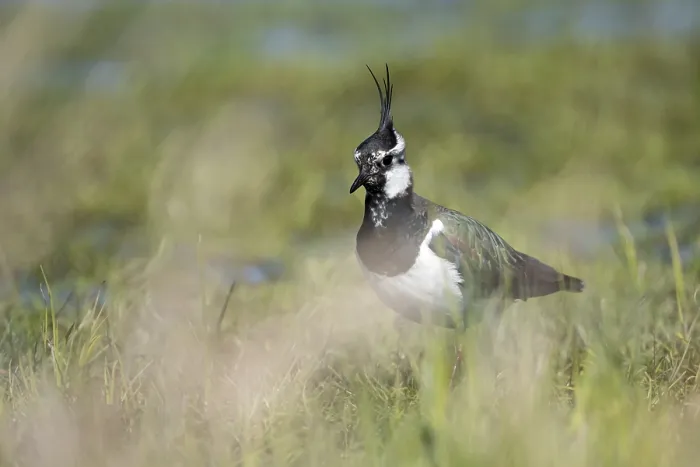 Framed Print : Lapwing (Vanellus vanellus), in a wet meadow