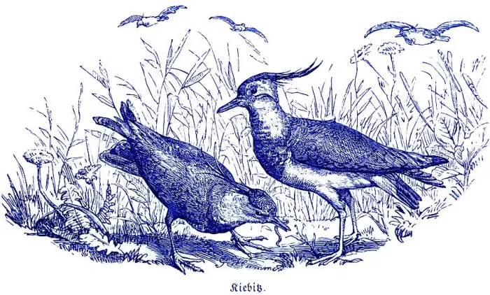 Framed Print : Two Lapwings, Hubertus Hunting and Hunting Scenes Framed Print : Two Lapwings, Hubertus Hunting and Hunting Scenes
