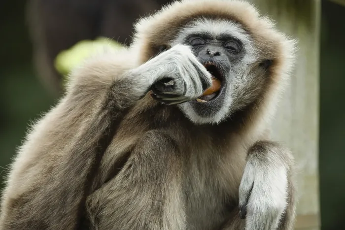 Framed Print : Lar gibbon Hylobates lar also known as white-handed gibbon